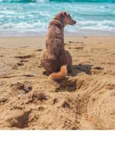 Picture for category Canine
